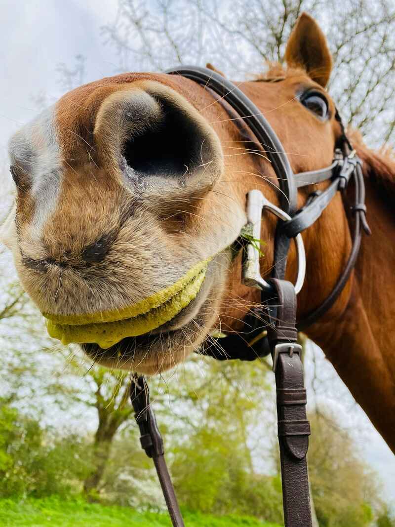 Funny Horse