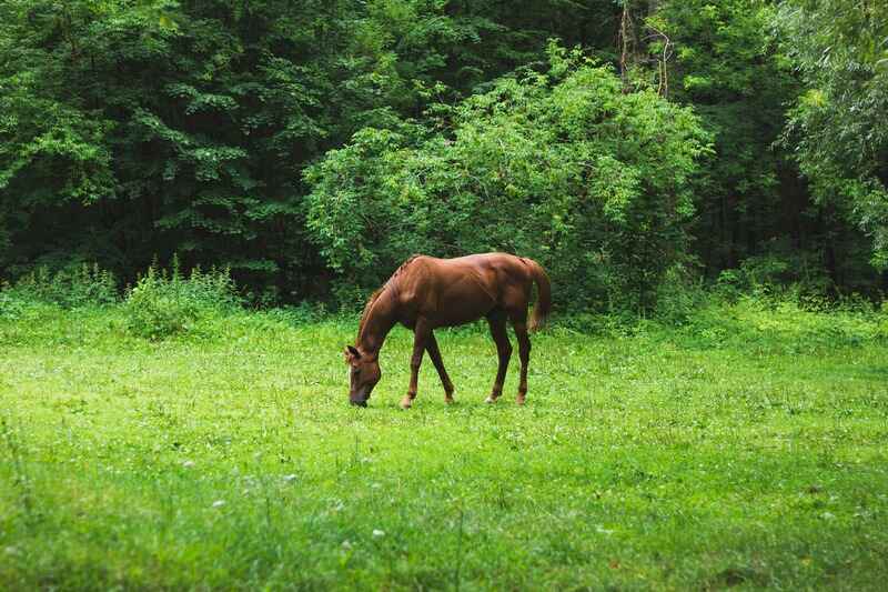 horse crazy